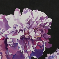 Glorious Pink Peonies